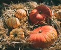 Autumn still-life with pumpkins Royalty Free Stock Photo